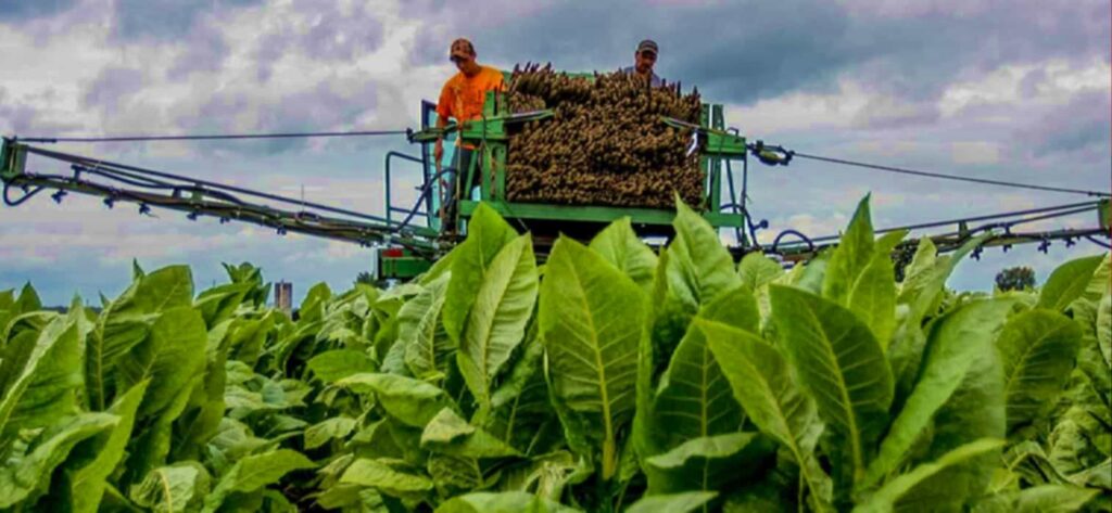 Табачный фермер из Кентукки работает в поле